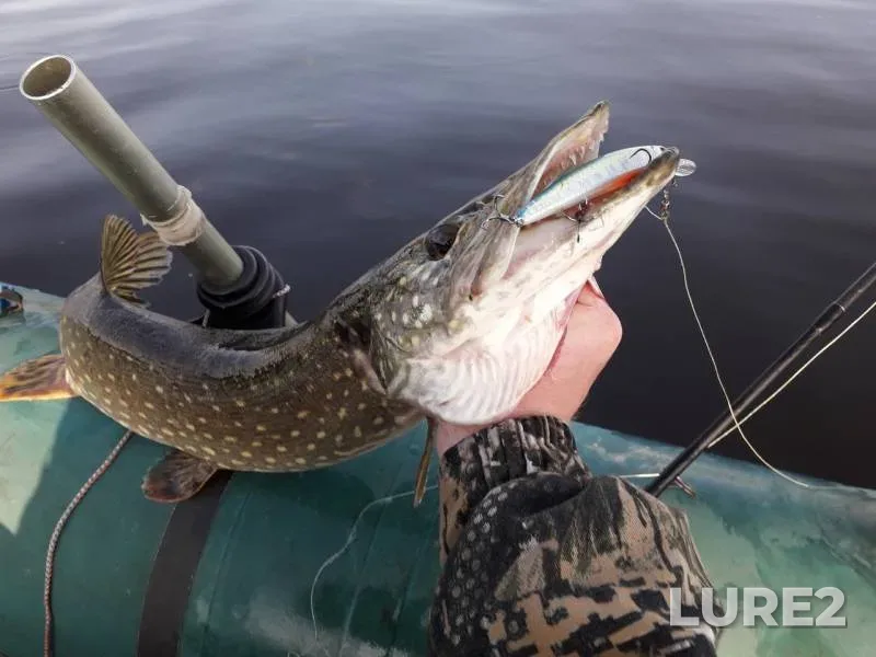 Perch, Pike — Volga, Jul 13, 2019