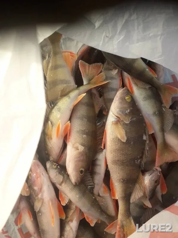 Perch — Ukhra, Nov 23, 2019