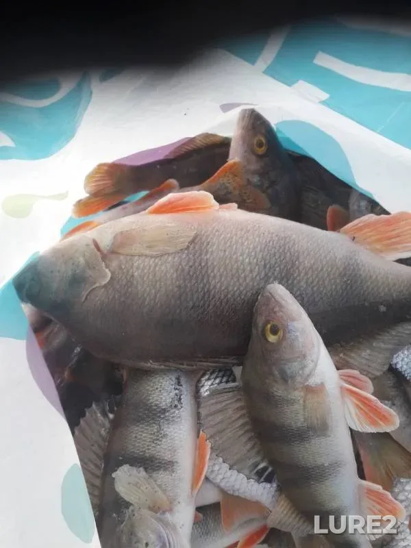 Perch — Cheryomukha, Nov 24, 2019