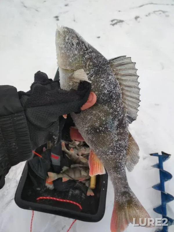 Perch — Leningradskaya oblast, Kirovskiy rayon, Dec 19, 2018