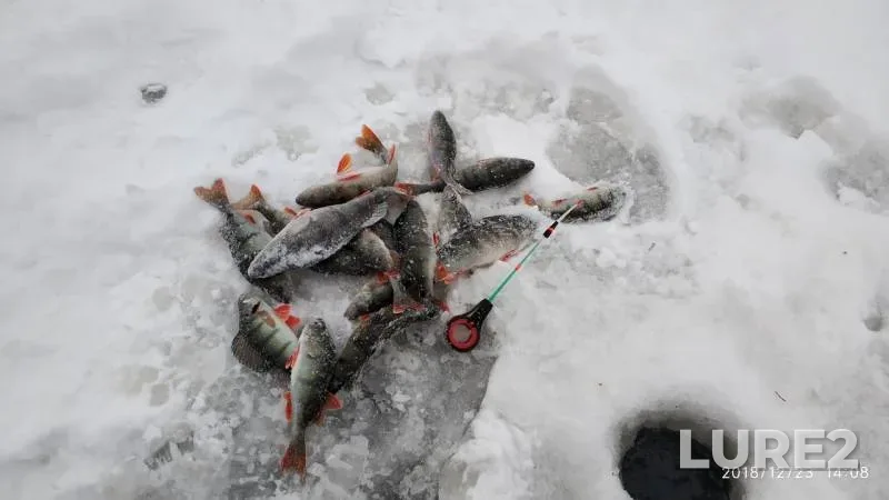 Perch — Kosopasha, Dec 23, 2018