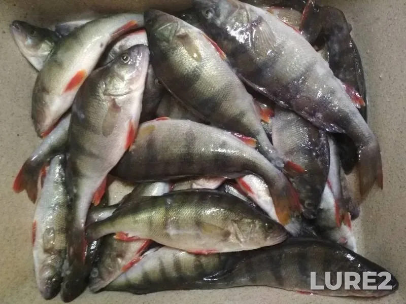 Perch — Leningradskaya oblast, Kirovskiy rayon, Dec 26, 2018