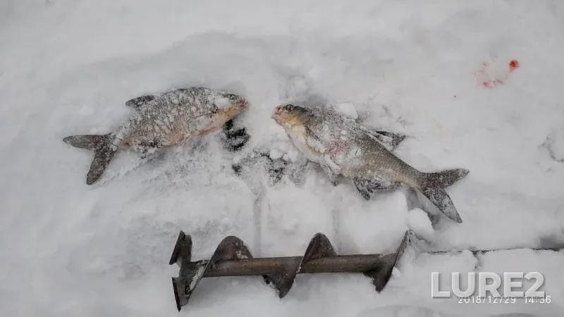 Bream — Svir, Dec 29, 2018