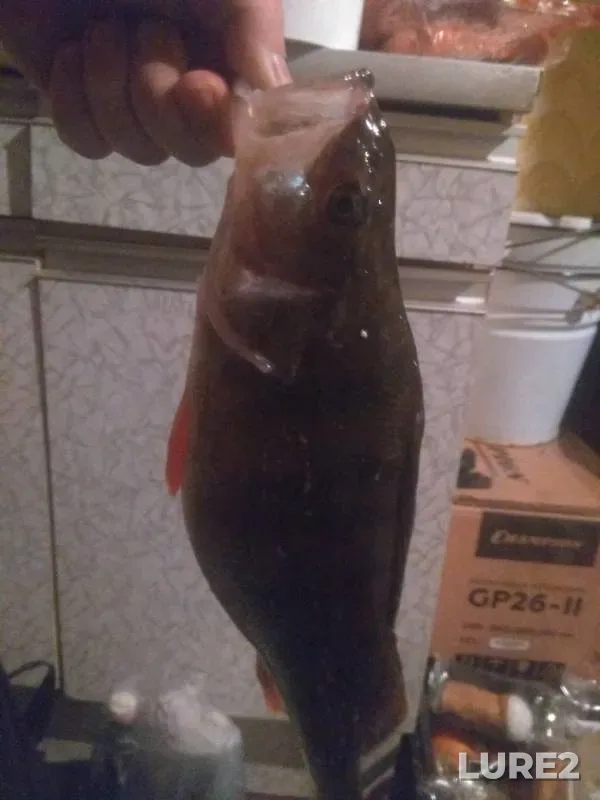 Perch, Pike — Zagubskaya guba, Jan 02, 2019