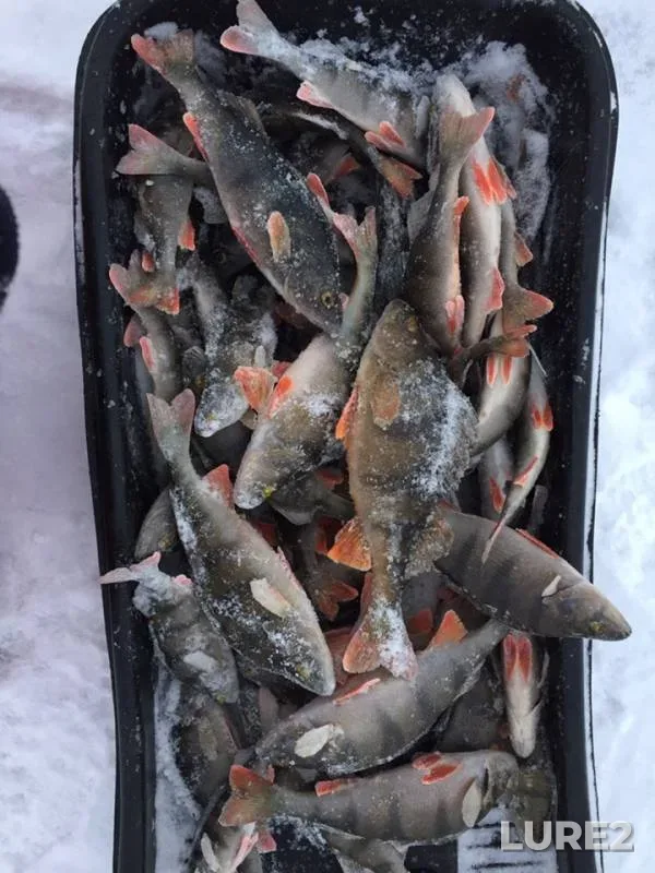 Perch — Leningradskaya oblast, Volkhovskiy rayon, Jan 07, 2019