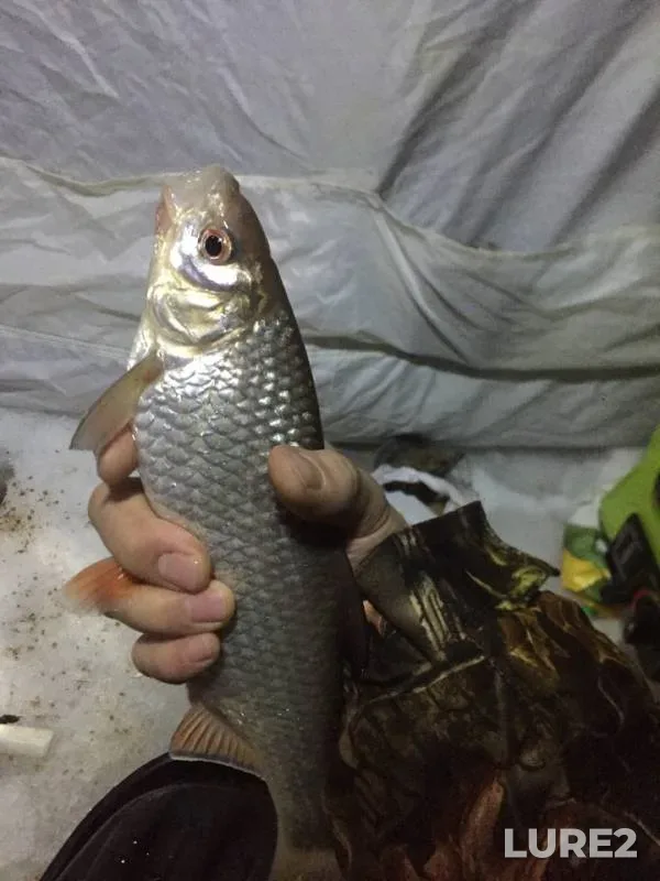 Roach — Leningradskaya oblast, Vsevolozhskiy rayon, Jan 08, 2019