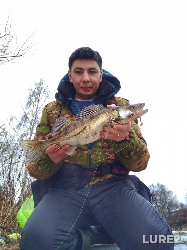 Perch, Zander — Svisloch, Feb 25, 2019