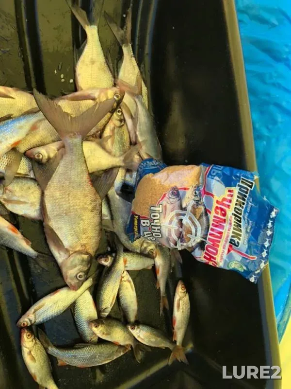 Bream, Roach — Krasnogvardeyskoye, Jan 27, 2019