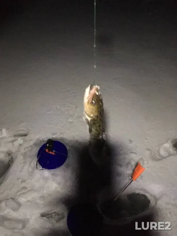 Burbot, Roach — Novoladozhskiy kanal, Feb 01, 2019
