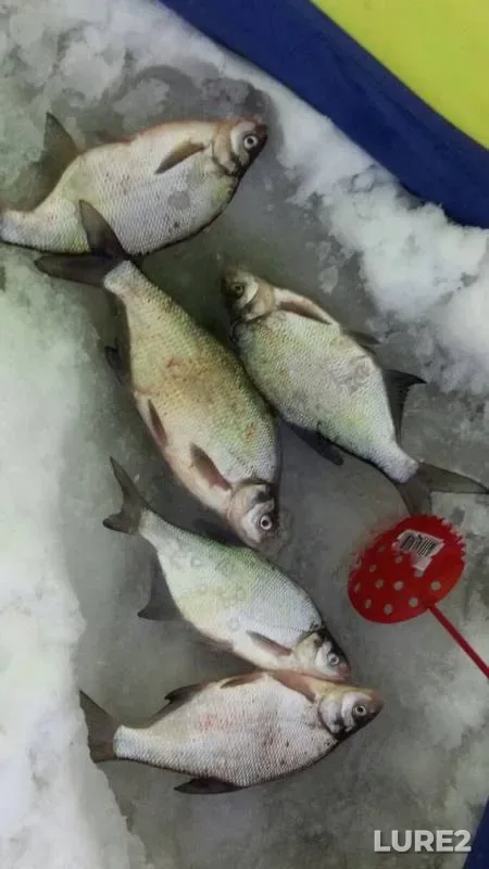 Bream — Krasnenkaya, Feb 01, 2019