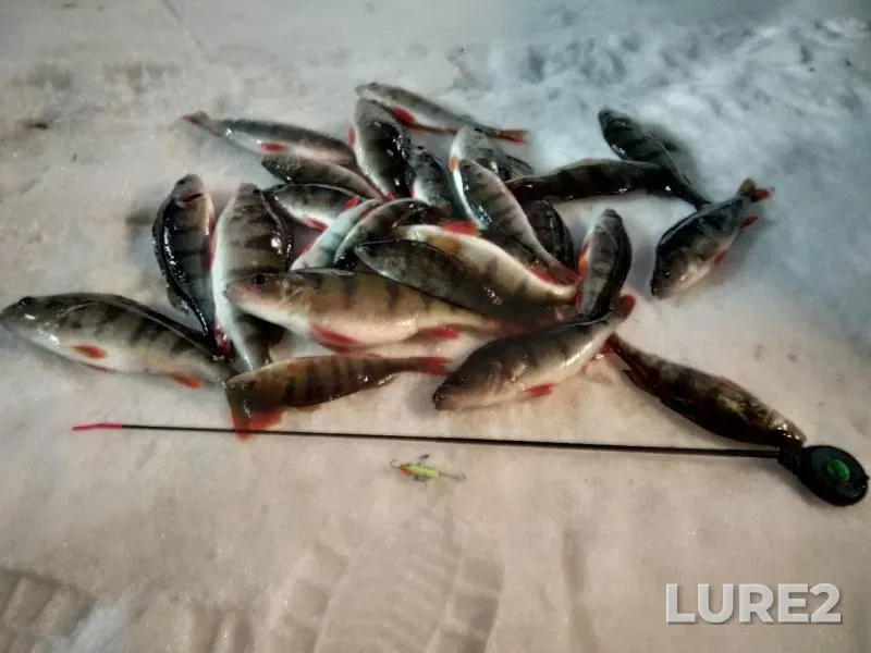 Perch, Pike — Kosopasha, Feb 09, 2019