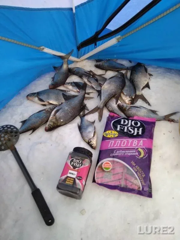 Bream — Otradnoye, Mar 02, 2019