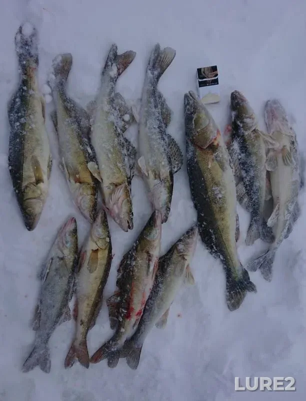 Zander — Zhdanovka, Mar 05, 2019