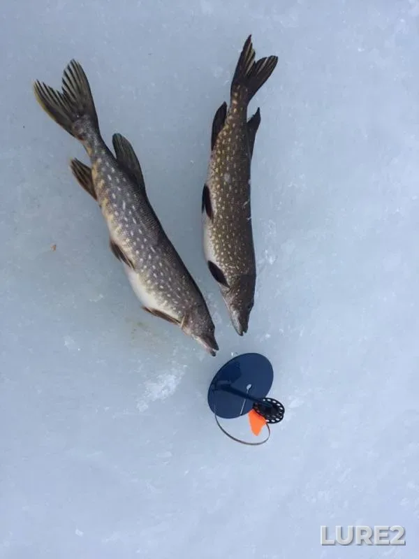 Bream, Perch — Leningradskaya oblast, Priozerskiy rayon, Mar 20, 2019