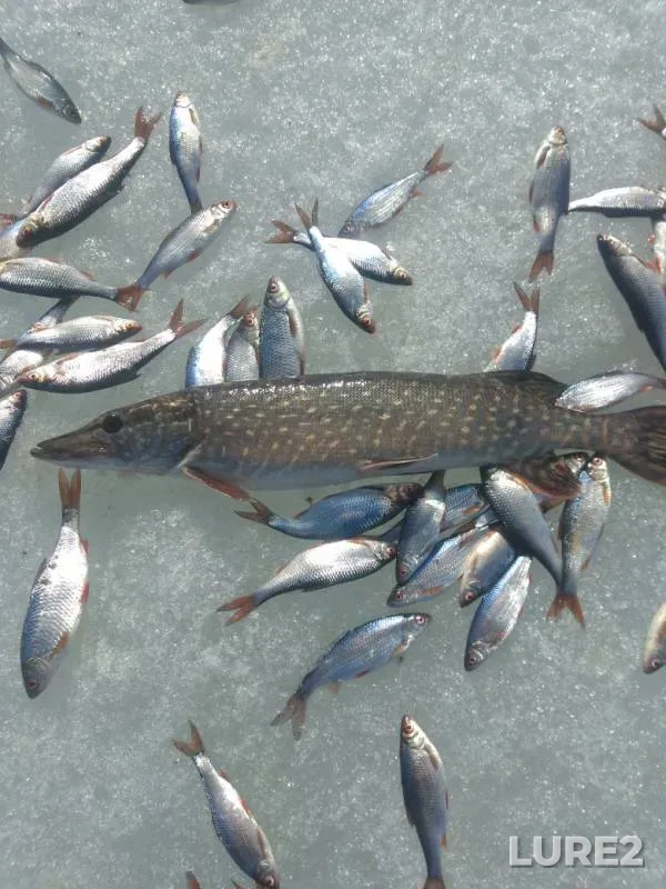 Pike, Roach — Leningradskaya oblast, Vyborgskiy rayon, Mar 31, 2019