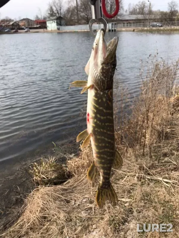 Pike — Dudergofka, Apr 20, 2019