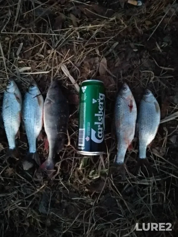 Perch, Roach — Pobednoye, Apr 25, 2019