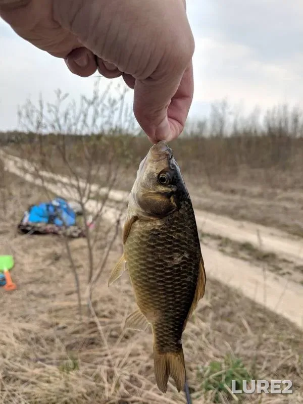Crucian carp — Sarya, Apr 28, 2019