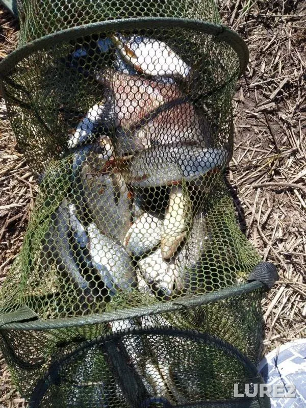 Bream, Ide — Zlatynka, May 09, 2019