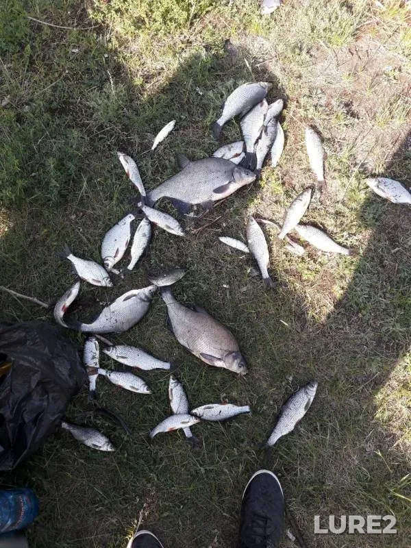 Bream, Roach — Leningradskaya oblast, May 22, 2019