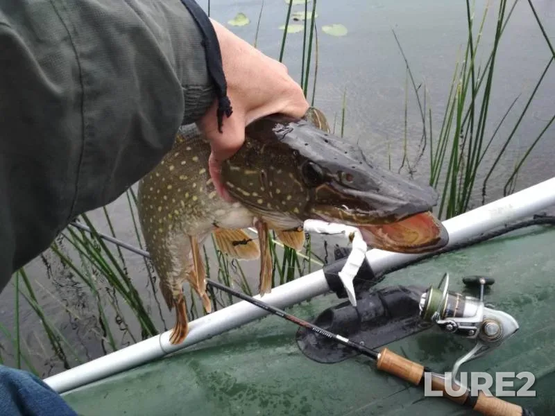 Pike — Leningradskaya oblast, Vyborgskiy rayon, May 29, 2019