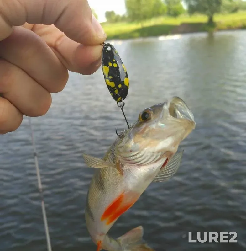 Perch — Sumska oblast, Jun 05, 2017