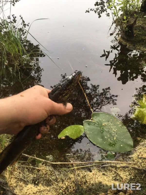 Pike — Gorovaldayskoye, Jun 01, 2019