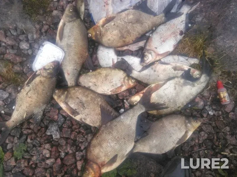Bream — Leningradskaya oblast, Jun 16, 2019