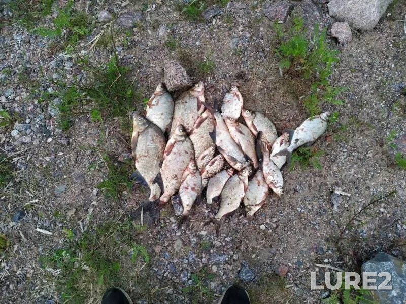 Bream — Leningradskaya oblast, Jun 16, 2019