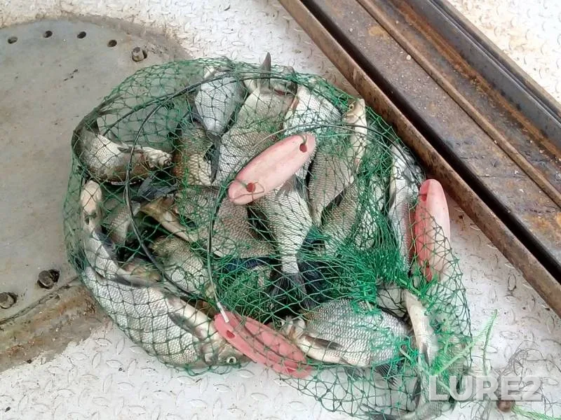 Bream — Volgo-Baltiyskiy kanal, Jun 21, 2019