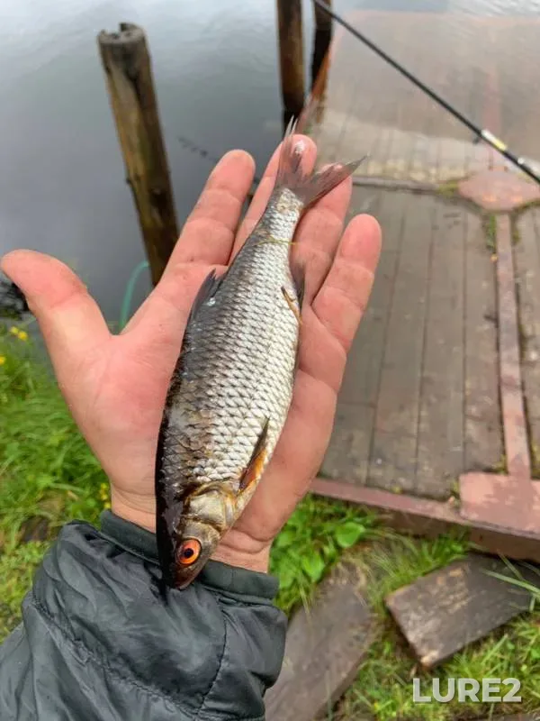 Perch, Roach — Respublika Kareliya, Loukhskiy rayon, Jul 03, 2019