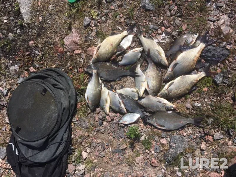 Bream, White bream — Leningradskaya oblast, Jul 14, 2019