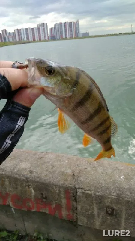 Perch — Ugolnaya gavan, Jul 20, 2019