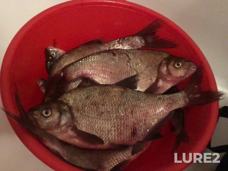Bream — Leningradskaya oblast, Aug 04, 2019