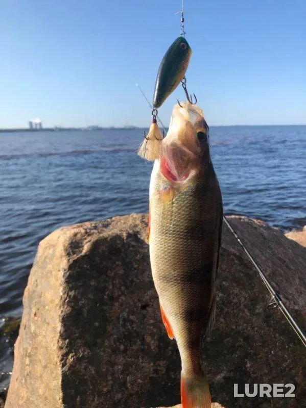 Perch — Glukhovka, Aug 17, 2019