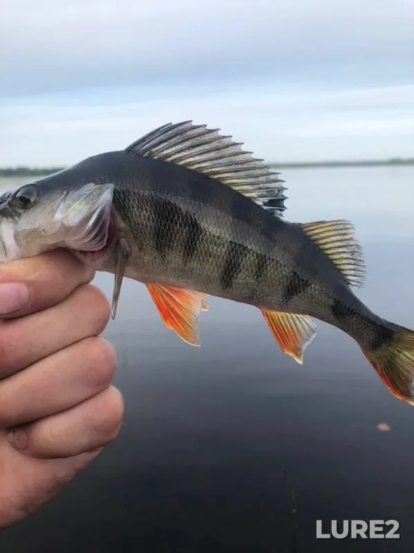 Perch — Gorovaldayskoye, Aug 25, 2019