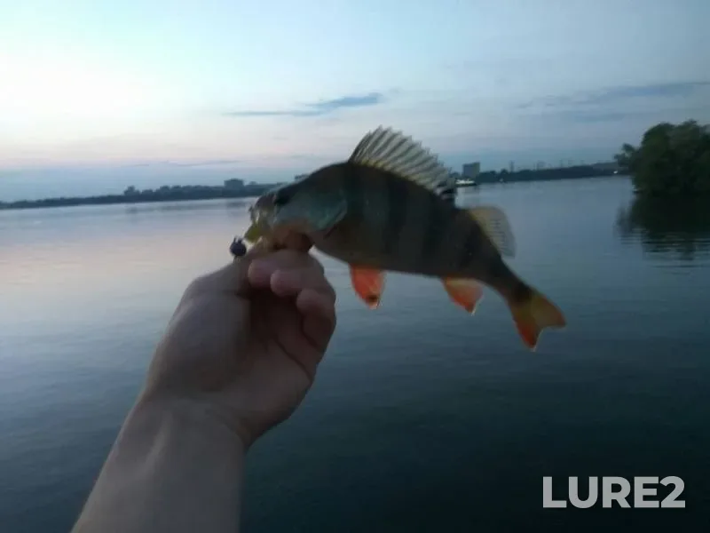 Perch — Arkhiyereyskaya protoka, May 26, 2017