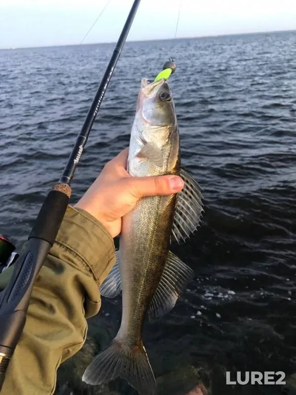 Zander — Leningradskaya oblast, Aug 29, 2019