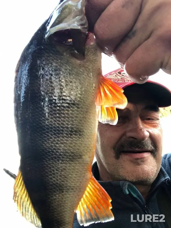 Perch — Gorovaldayskoye, Aug 31, 2019
