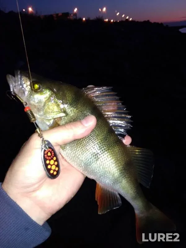 Perch — Leningradskaya oblast, Sep 02, 2019