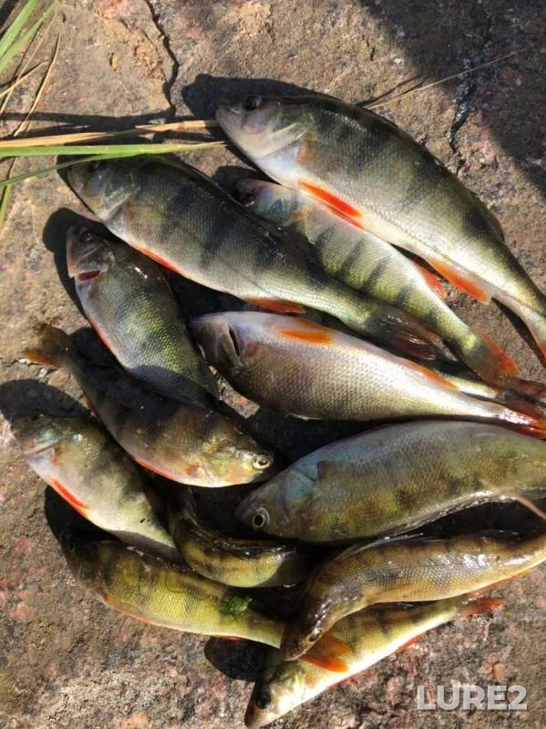 Perch — Glukhovka, Sep 08, 2019