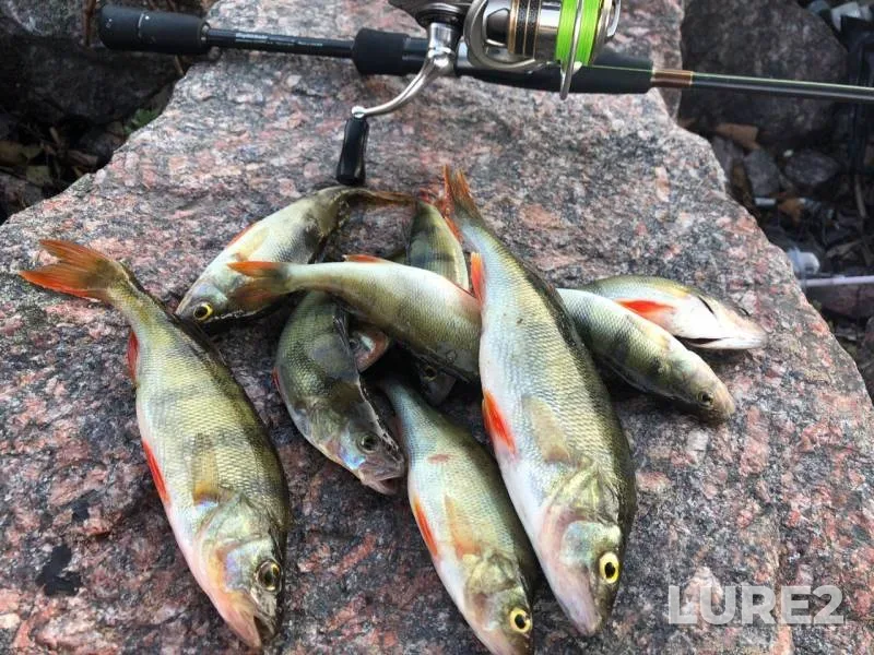 Perch — Glukhovka, Sep 09, 2019