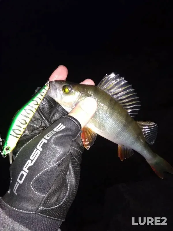 Perch — Leningradskaya oblast, Sep 18, 2019