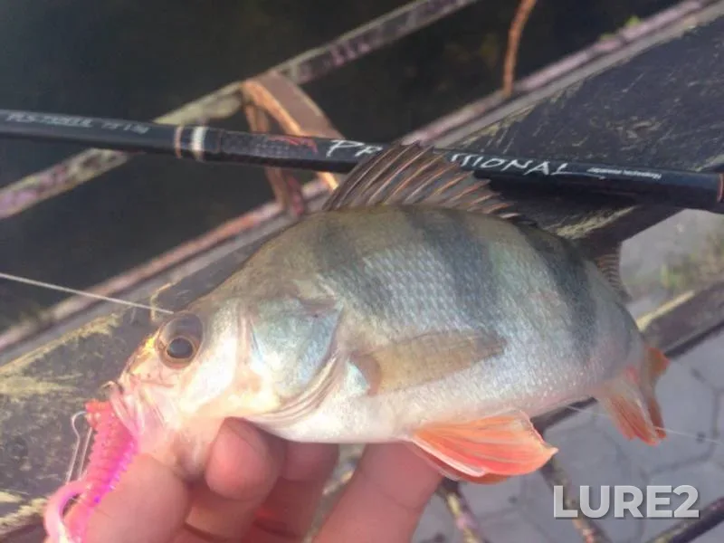 Perch — Arkhiyereyskaya protoka, May 24, 2017