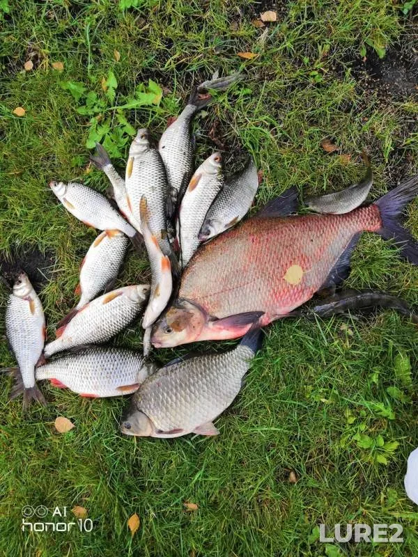 Bream, Crucian carp — Moskva, Sep 02, 2018