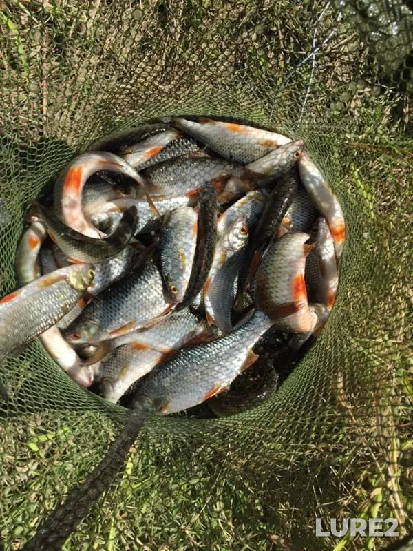 Roach — Oka, Dec 20, 2018