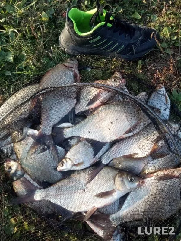 Bream — Tambovskaya oblast, Sosnovskiy munitsipalnyy okrug, Feb 10, 2019