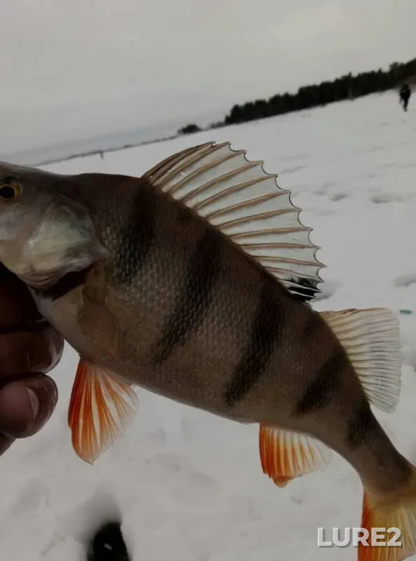 Perch — Khanty-Mansiyskiy avtonomnyy okrug — Yugra, Mar 30, 2019