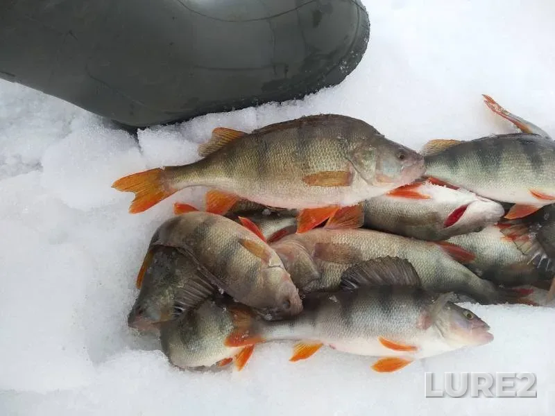 Perch — Ob, Mar 31, 2019