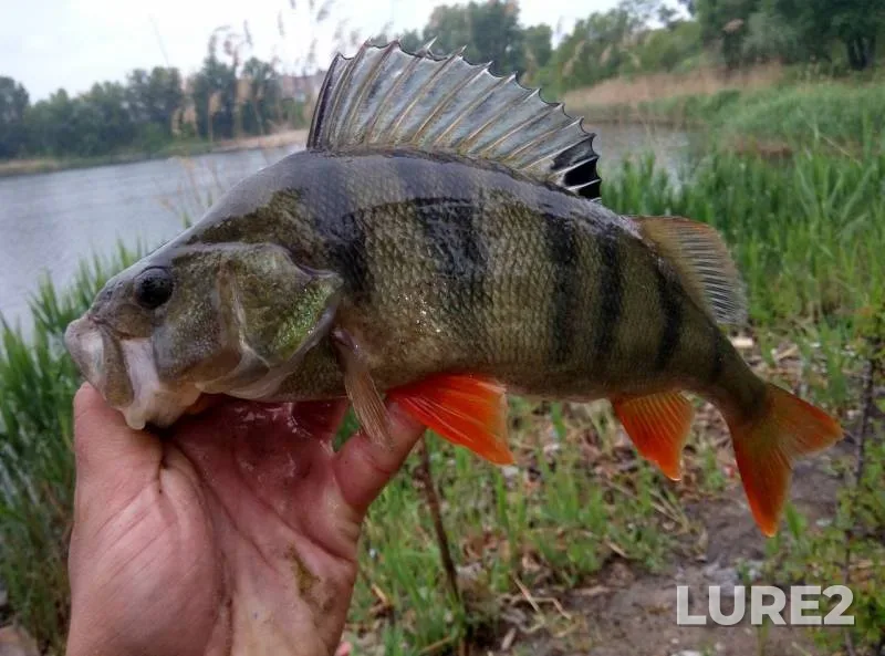 Perch — Dnіpropetrovska oblast, May 14, 2017